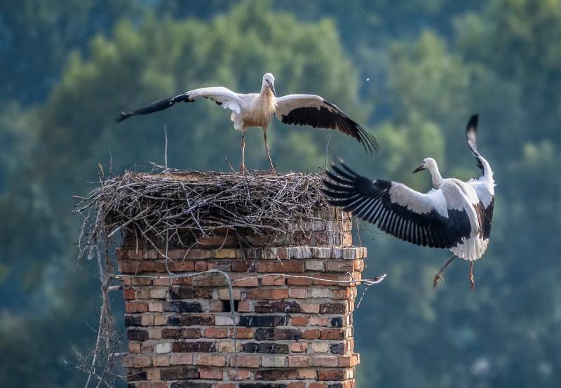 Expert Chimney Animal Removal in Broadview, IL Professional Chimney Animal Removal Services in Broadview, Illinois