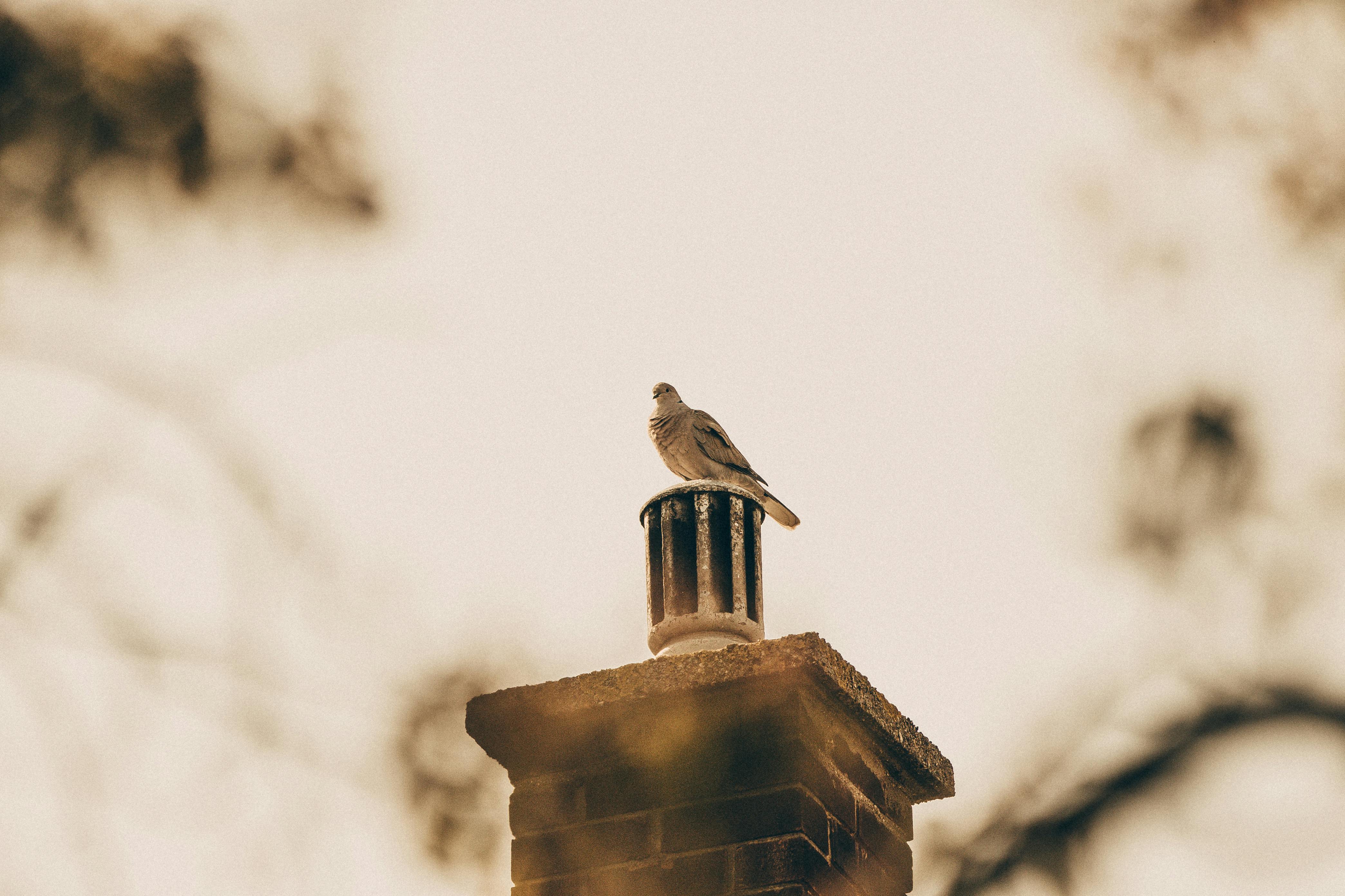 Professional Chimney Cap Installation Services in Broadview, IL Expert Chimney Cap Installation in Broadview, Illinois